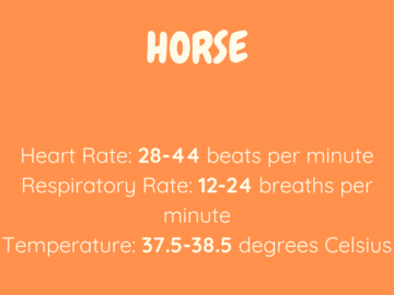 horse