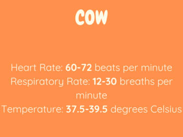 cow