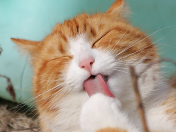 Cat tongue