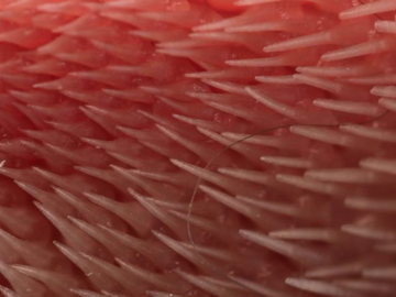 Cat tongue