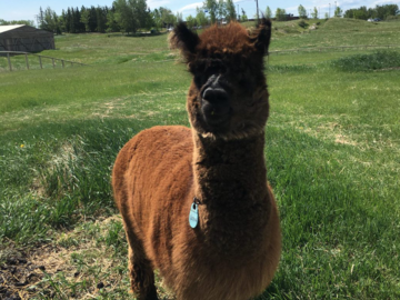 Alpaca