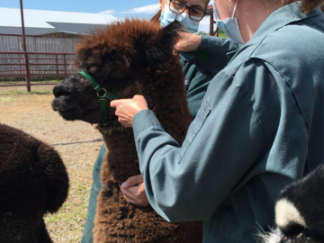 Alpaca