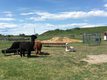 Alpaca