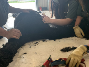 Alpaca