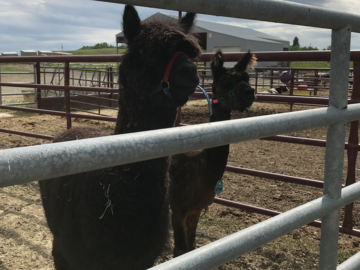 Alpaca