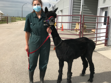 Alpaca