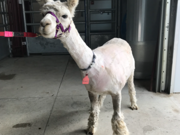 Alpaca
