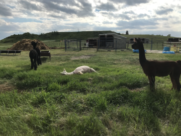 Alpaca