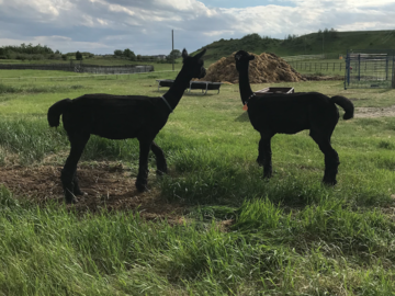 Alpaca
