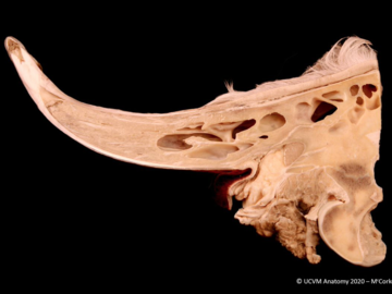 Bovine Horn