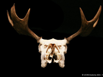 Antlers