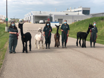 Alpacas