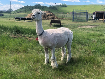 Alpacas