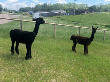 Alpacas