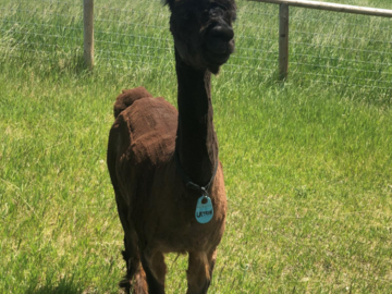 Alpacas