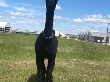Alpacas