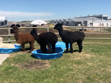 Alpacas