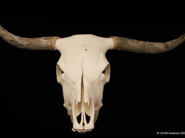 Bovine Horns