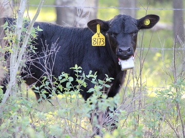 A Calf with the antennae of the cow’s proximity ear tag showing as well as the calf collar