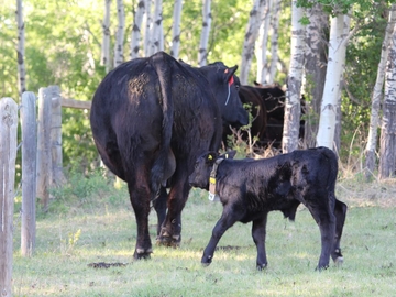 A calf with a collar including a GPS, accelerometer and proximity ear tag.
