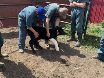 June 1 - Perfecting Skills Rotation (4th yr vet students) - Calf processing