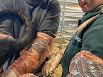 Calving Volunteers at UCalgary