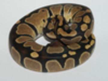 IMAGE CREDIT: World of Ball Pythons