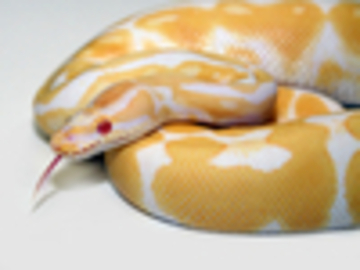 IMAGE CREDIT: World of Ball Pythons