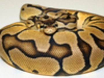 IMAGE CREDIT: World of Ball Pythons