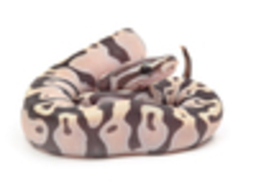 IMAGE CREDIT to World of Ball Pythons