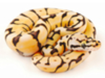 IMAGE CREDIT to World of Ball Pythons