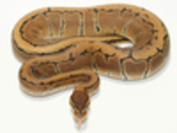 IMAGE CREDIT to World of Ball Pythons