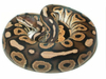 IMAGE CREDIT to World of Ball Pythons