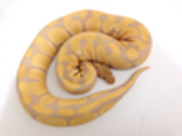IMAGE CREDIT to World of Ball Pythons