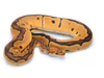 IMAGE CREDIT to World of Ball Pythons