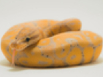 IMAGE CREDIT to World of Ball Pythons