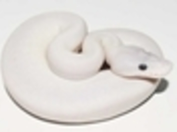 IMAGE CREDIT: World of Ball Pythons