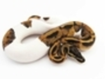 IMAGE CREDIT to AZ Reptiles