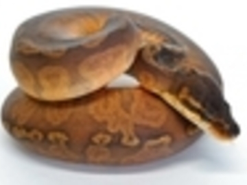 IMAGE CREDIT to World of Ball Pythons