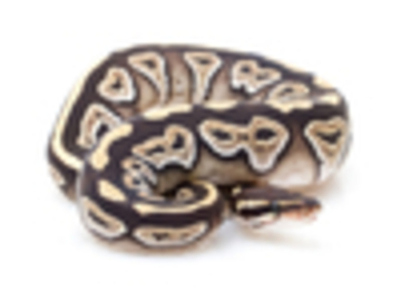 IMAGE CREDIT: World of Ball Pythons