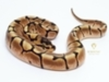 IMAGE CREDIT to World of Ball Pythons