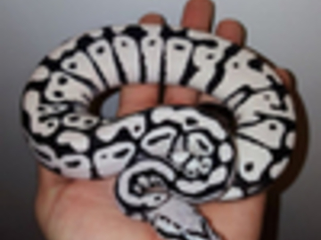 IMAGE CREDIT to World of Ball Pythons