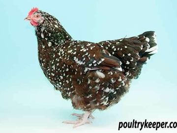 Image Credit to Poultry Keeper 