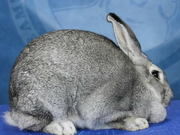 Image Credit to American Livestock Conservancy