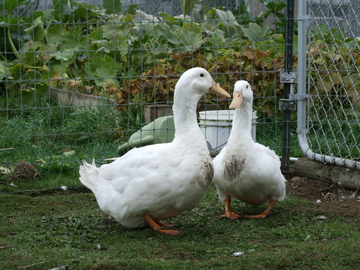 Image Credit to The Livestock Conservancy