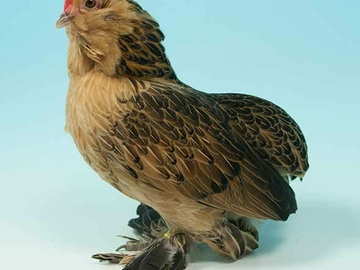 Image Credit to Poultry Keeper 