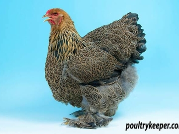 Image Credit to Poultry Keeper 