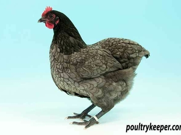 Image Credit to Poultry Keeper 