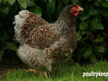 Image Credit to Poultry Keeper 