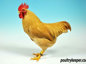 Image Credit to Poultry Keeper 